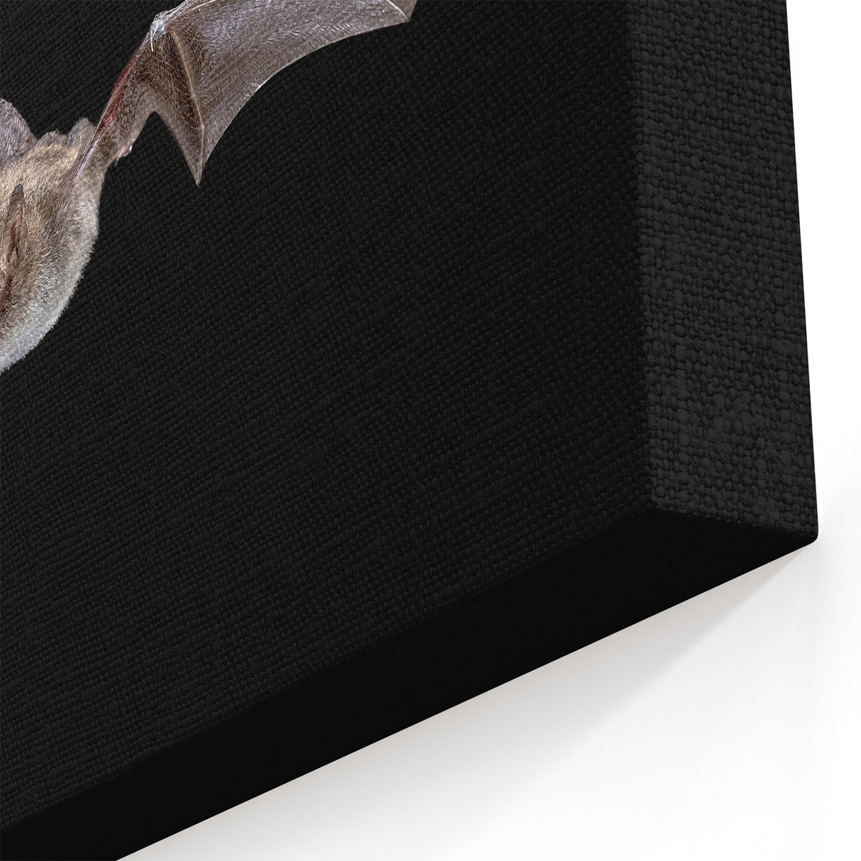 Captivating Bat Photography - Elegant Wildlife Wall Art for Night Decor