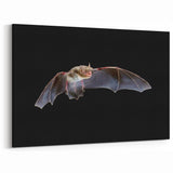 Graceful Bat in Flight - Majestic Wildlife Photography Wall Decor Art