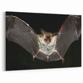 Majestic Bat Close-Up - Stunning Wildlife Photography Wall Art Decor