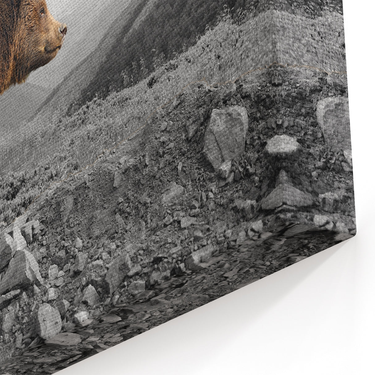 Majestic Brown Bear Wall Art - Stunning Wildlife Photography Canvas Print