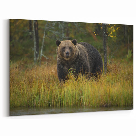 Graceful Brown Bear in the Wild - Elegant Wildlife Photography Canvas Art