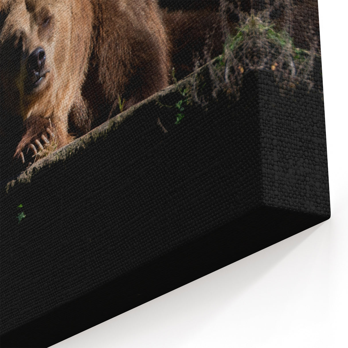 Dramatic Brown Bear Art - Striking Wildlife Photography on Canvas