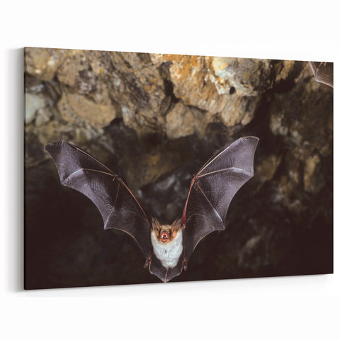 Wildlife Bat in Cave - Stunning Bat Photography Wall Art for Nature Lovers