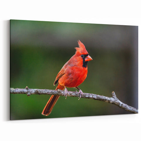 Elegant Cardinal Wall Art - Wildlife Beauty Perched on a Branch
