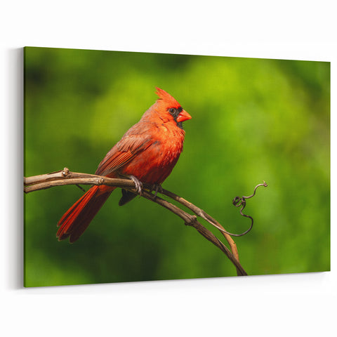 Vibrant Cardinal Wall Art - Nature's Elegance on a Twisted Vine