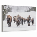 Winter Bison Wall Art - Majestic Buffalo Canvas Print for Rustic Decor