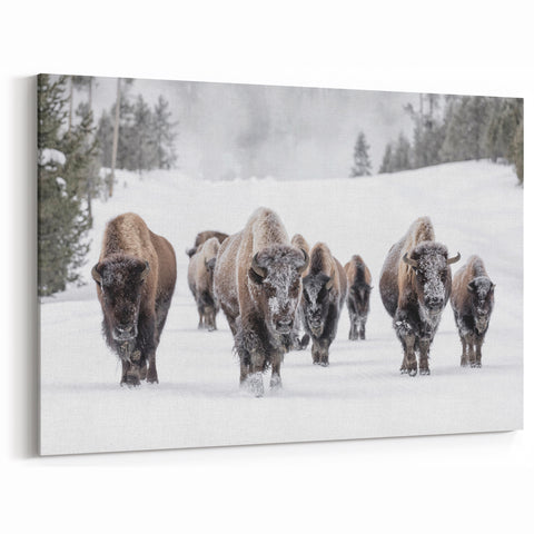 Winter Bison Wall Art - Majestic Buffalo Canvas Print for Rustic Decor