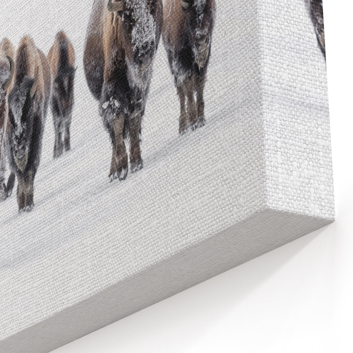 Winter Bison Wall Art - Majestic Buffalo Canvas Print for Rustic Decor