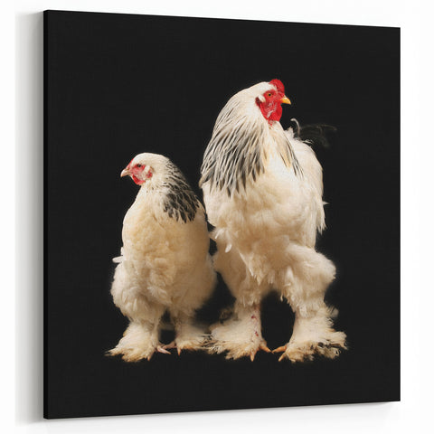 Majestic Chicken Duo - Elegant Wall Art for Modern Farmhouse Decor