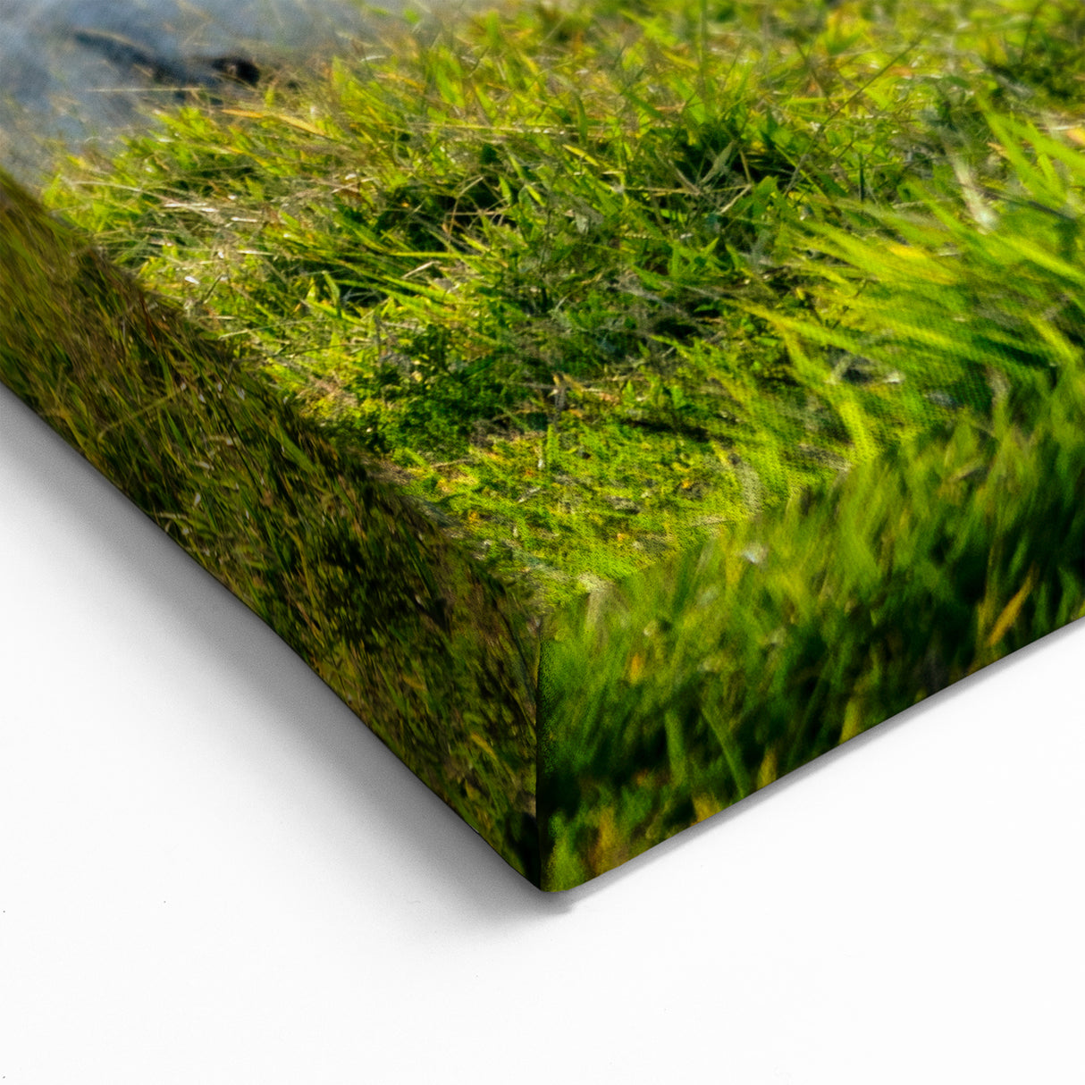 White Cows in Pasture Wall Art - Peaceful Cow Canvas for Farmhouse Decor