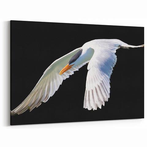 Striking Crane Wall Art – Elegant White Crane on Black Background Canvas