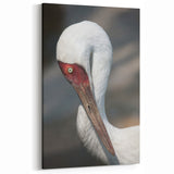 Elegant Crane Wall Art - Striking Close-Up of Majestic Crane Portrait Canvas