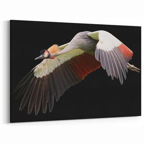 Elegant Crane Wall Art - Vibrant Crane in Flight Against Black Canvas
