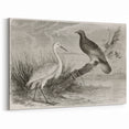 Vintage Crane Wall Art - Classic Engraving of Crane and Bird Canvas