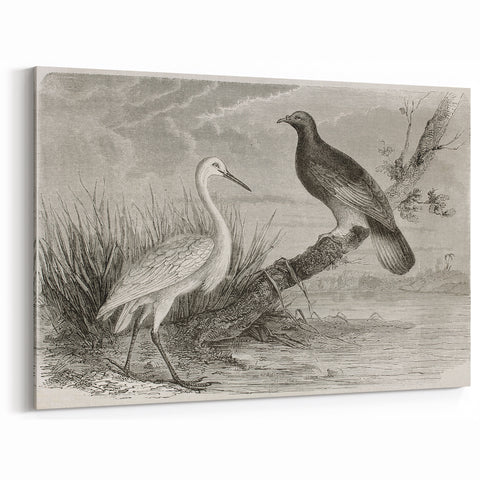 Vintage Crane Wall Art - Classic Engraving of Crane and Bird Canvas