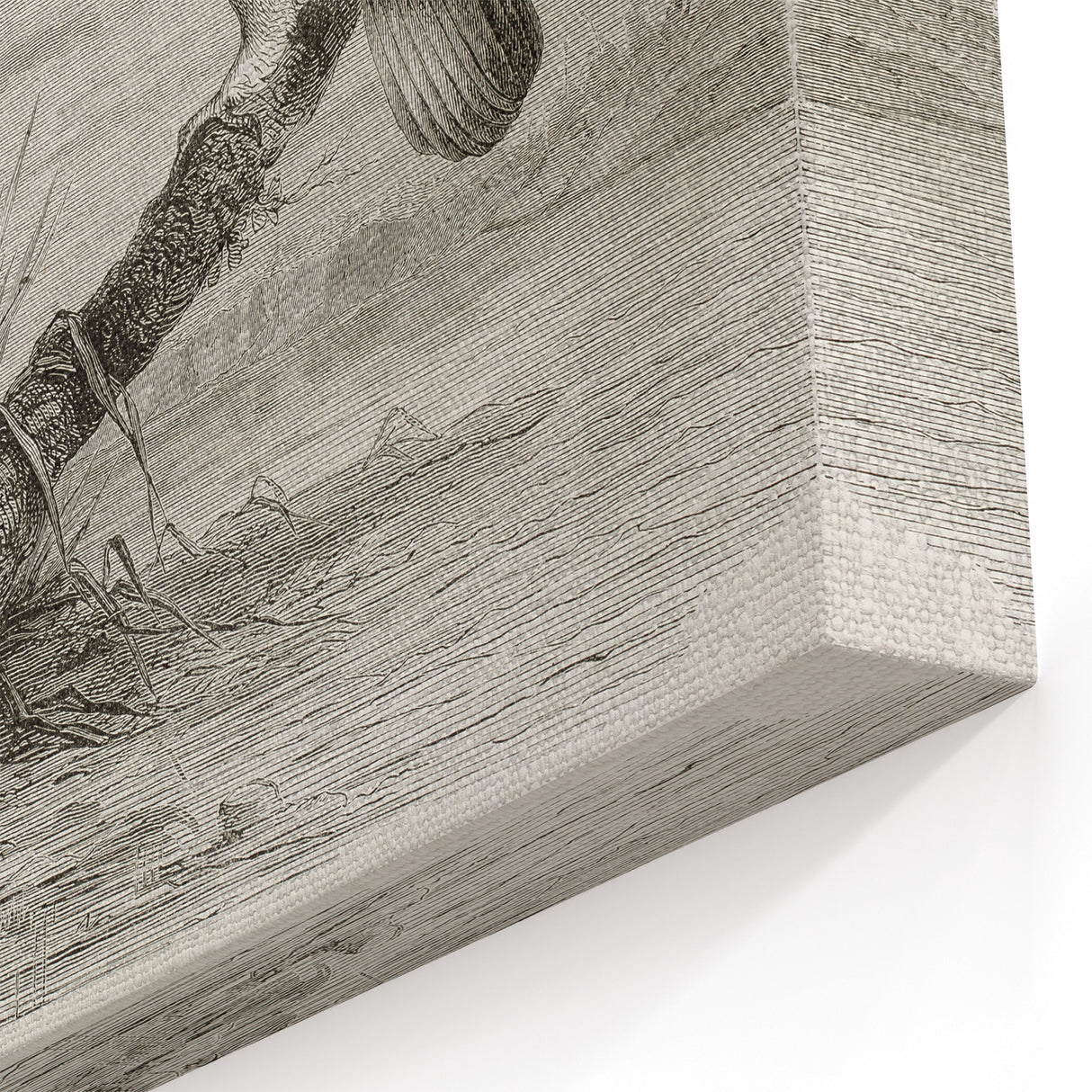 Vintage Crane Wall Art - Classic Engraving of Crane and Bird Canvas