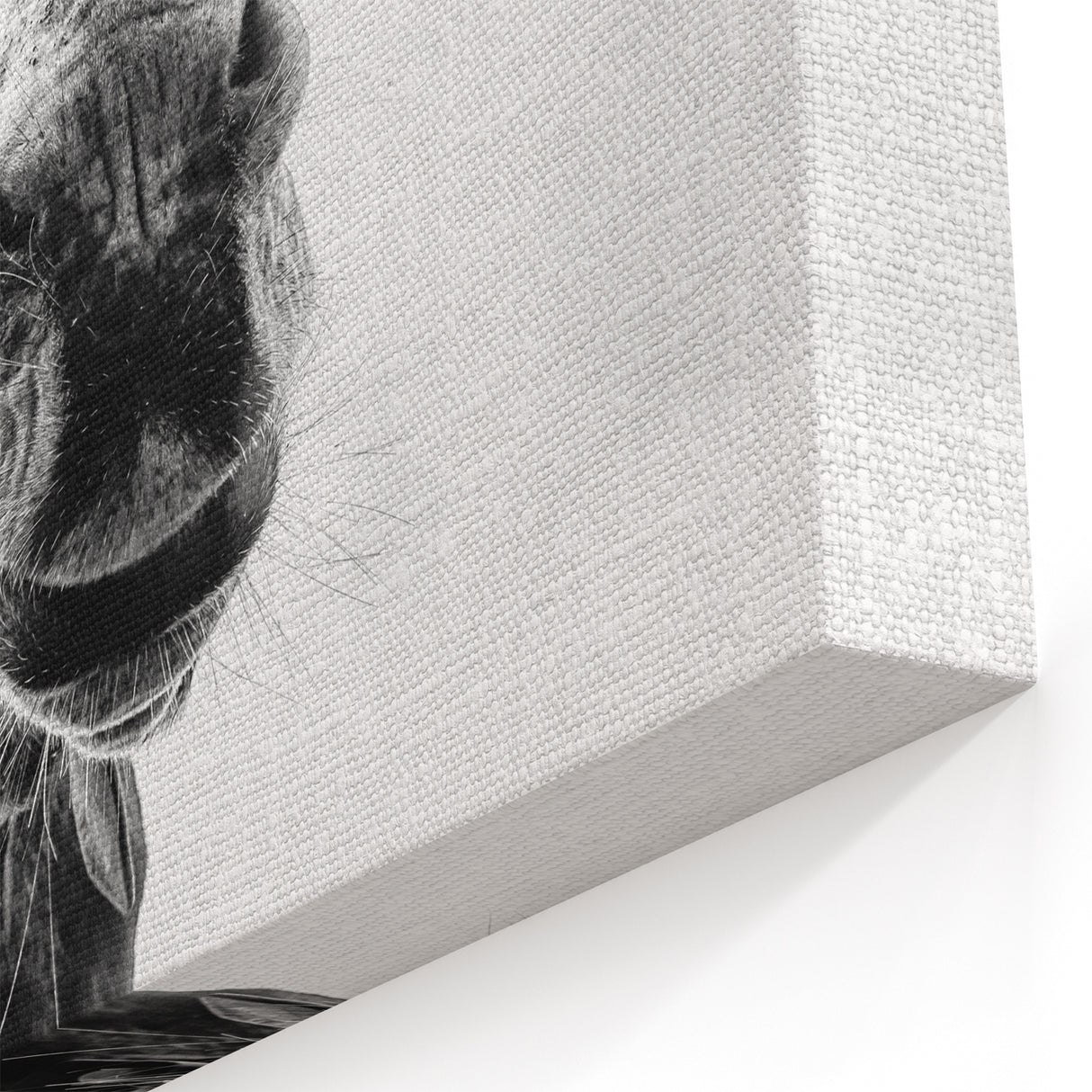 Playful Donkey Close-Up - Black and White Canvas Art for Modern Decor