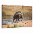 Powerful Buffalo Art - Dynamic Bison Canvas Print for Rustic Decor