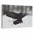 Majestic Crow Wall Art - Gothic Crow Canvas, Raven Photography Decor