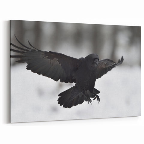 Majestic Crow Wall Art - Gothic Crow Canvas, Raven Photography Decor