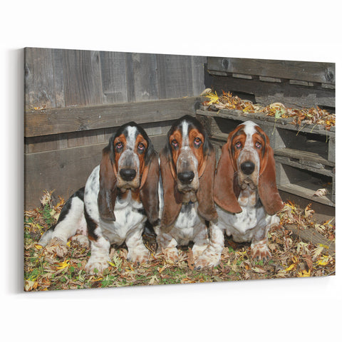 Adorable Basset Hound Trio Wall Art - Basset Hound Print for Dog Lovers