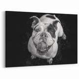 Charming Bulldog Black and White Art - Modern Monochrome Decor