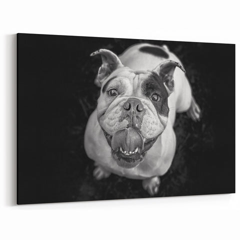 Charming Bulldog Black and White Art - Modern Monochrome Decor