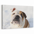Adorable Bulldog in Snow - Winter Wonderland Canvas Art