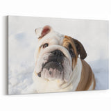 Adorable Bulldog in Snow - Winter Wonderland Canvas Art