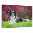 Collie Wall Art - Elegant Collie Canvas Print - Stunning Collie Decor