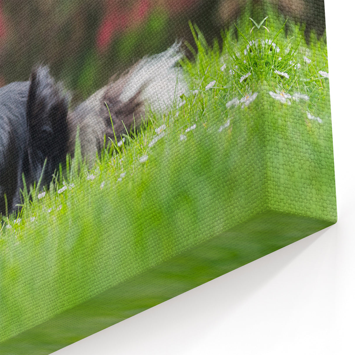 Collie Wall Art - Elegant Collie Canvas Print - Stunning Collie Decor
