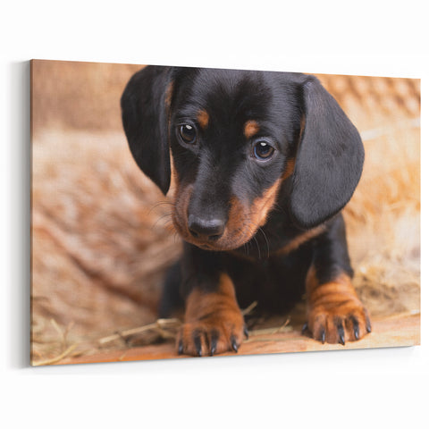 Adorable Dachshund Wall Art - Premium Canvas Print for Dog Lovers