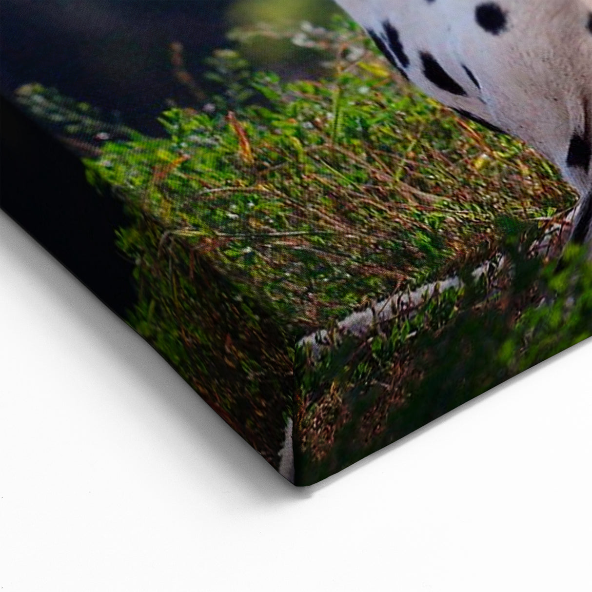 Dalmatian Wall Art - Stunning Dalmatian Canvas Print for Elegant Home Decor