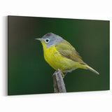 Vibrant Garden Birds Wall Art - Songbird Canvas for Bird Watching Decor