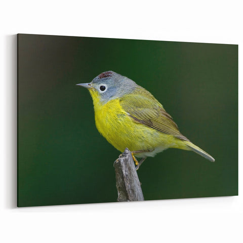 Vibrant Garden Birds Wall Art - Songbird Canvas for Bird Watching Decor