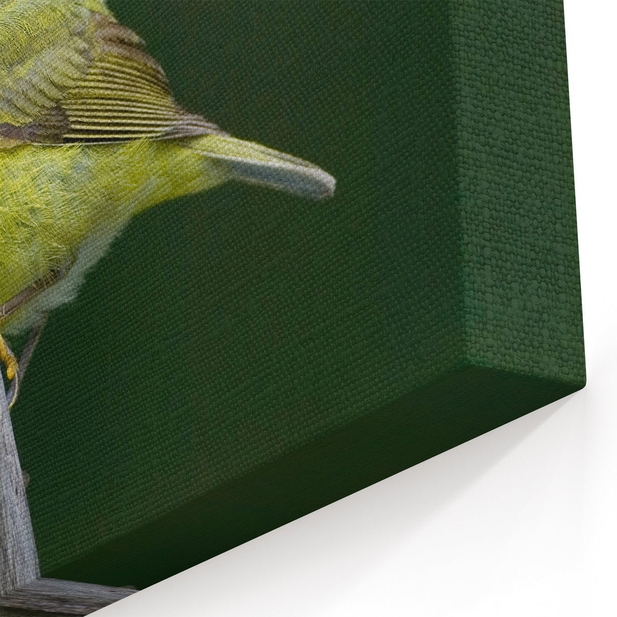 Vibrant Garden Birds Wall Art - Songbird Canvas for Bird Watching Decor