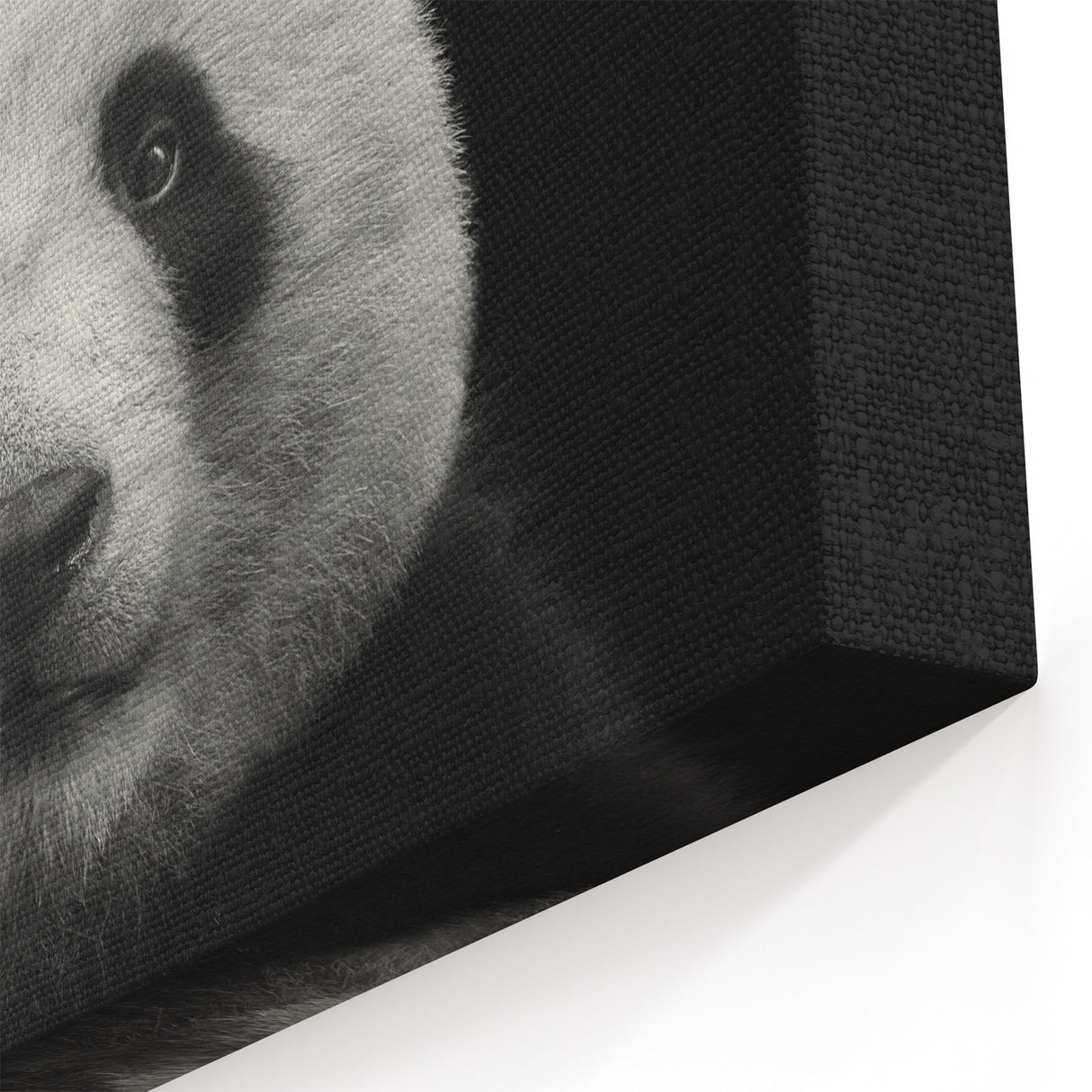 Panda Photography - Giant Panda Wall Art - Black and White Panda Art