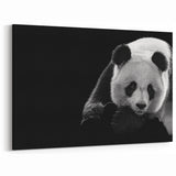 Elegant Panda Wall Art - Panda Bear Photography - Giant Panda Canvas