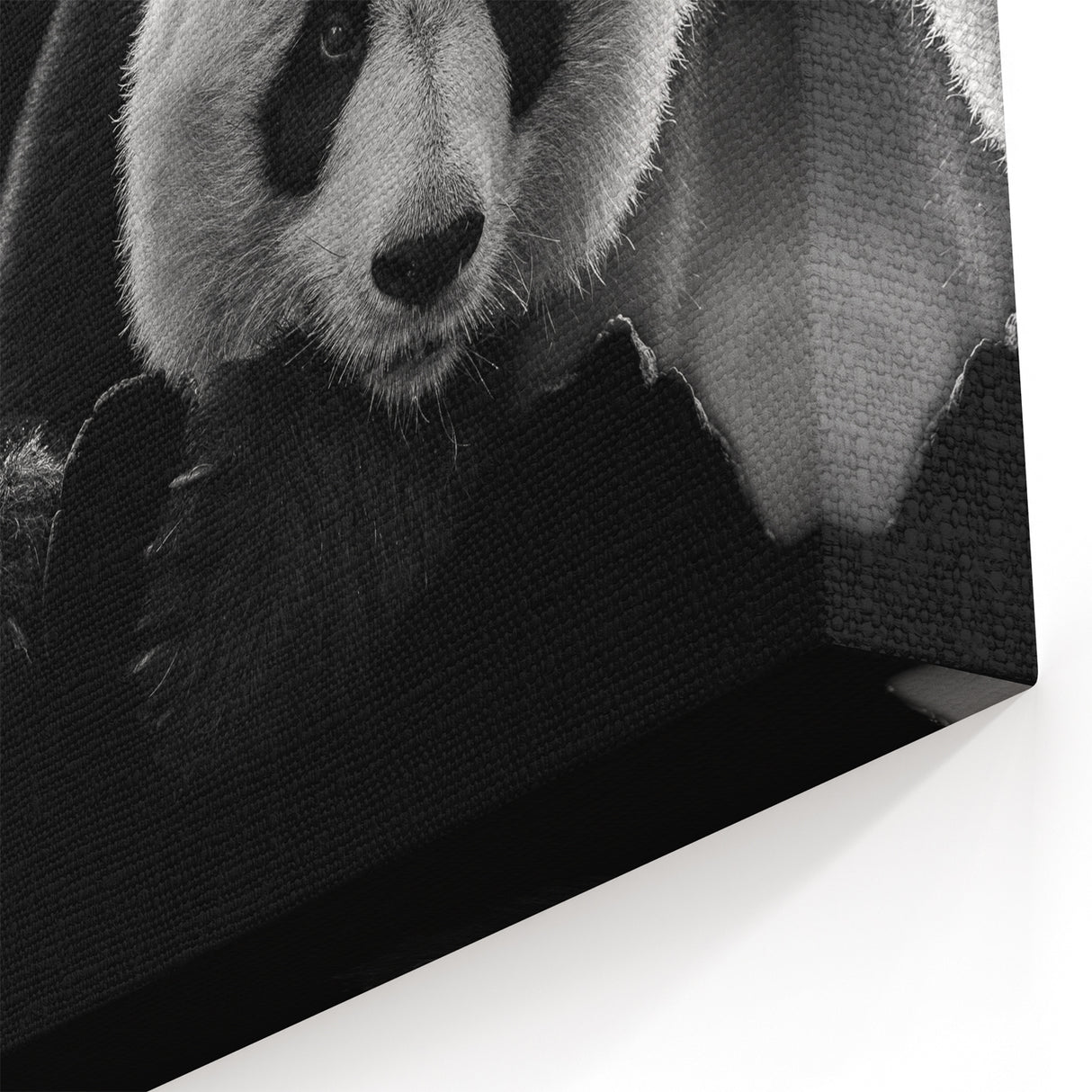 Elegant Panda Wall Art - Panda Bear Photography - Giant Panda Canvas