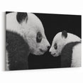 Giant Panda Wall Art - Panda Bear Art - Adorable Panda Photography