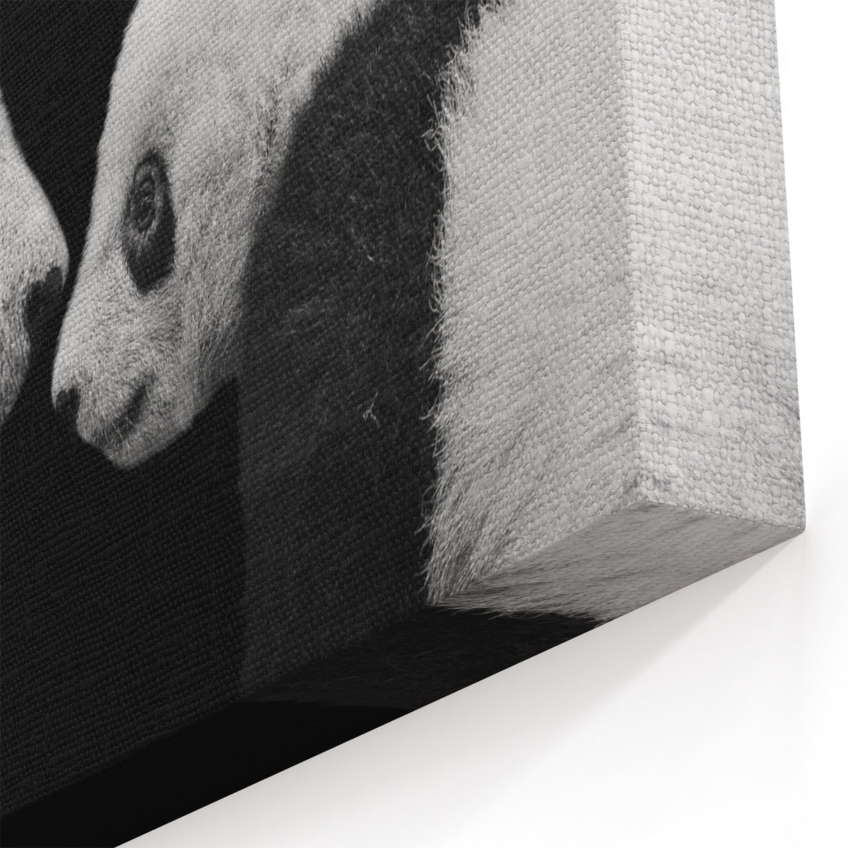 Giant Panda Wall Art - Panda Bear Art - Adorable Panda Photography