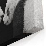 Giant Panda Wall Art - Panda Bear Art - Adorable Panda Photography