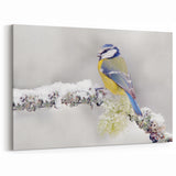 Winter Garden Birds Wall Art - Blue and Yellow Bird in Snowy Scene
