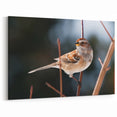 Natural Garden Birds Wall Art - Sparrow on Winter Branch Canvas Decor
