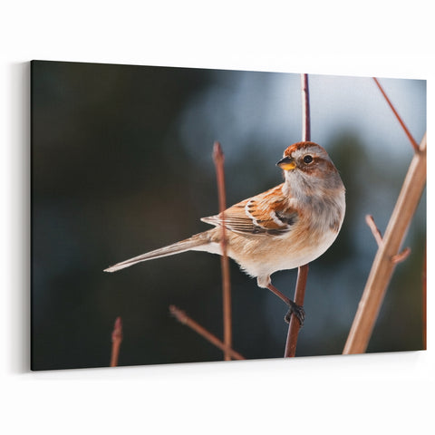 Natural Garden Birds Wall Art - Sparrow on Winter Branch Canvas Decor