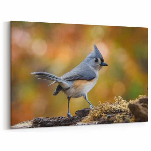 Vibrant Garden Birds Wall Art - Crested Songbird Canvas Print Decor