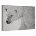 Focused Polar Bear Gaze - Wildlife Arctic Animal Canvas Art
