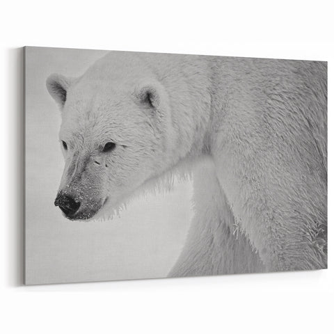 Focused Polar Bear Gaze - Wildlife Arctic Animal Canvas Art