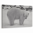 Snowy Polar Bear Stance - Wildlife Arctic Animal Canvas Art
