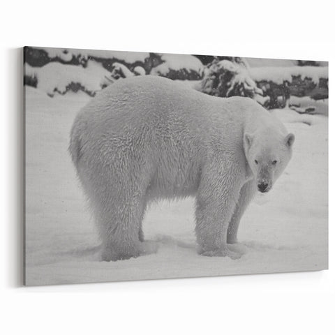 Snowy Polar Bear Stance - Wildlife Arctic Animal Canvas Art